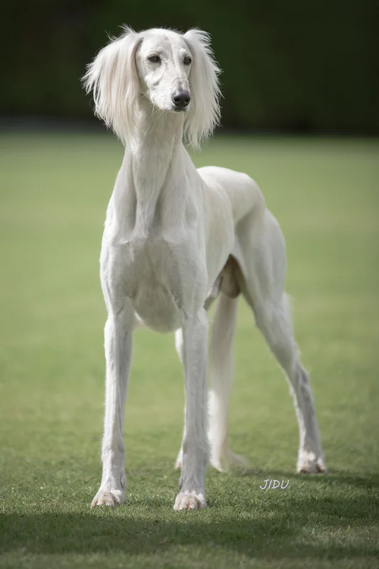 Saluki photo thumbnail 4