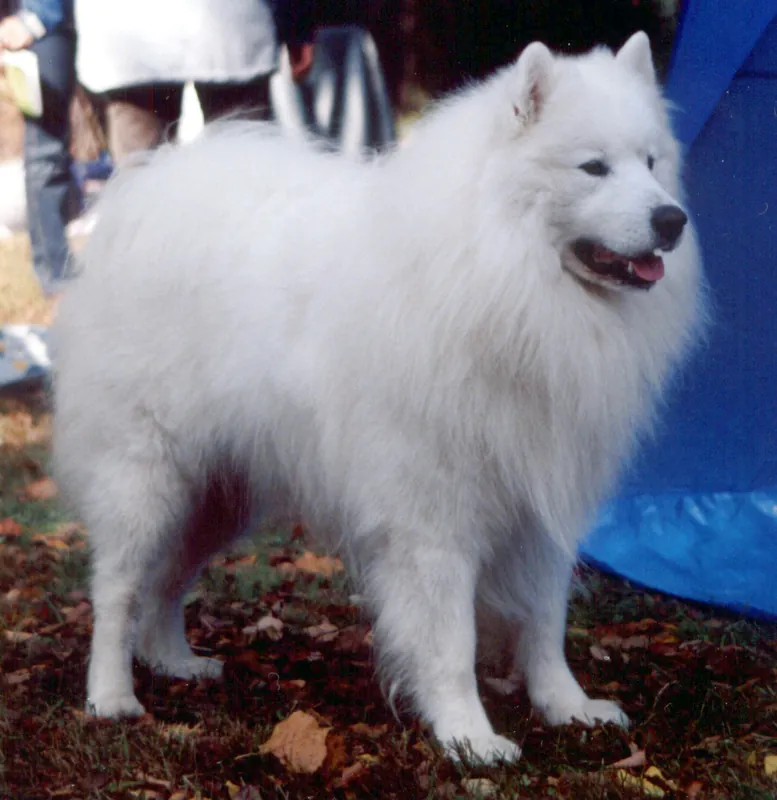Samoyed - Working breed known for being Affectionate and Friendly