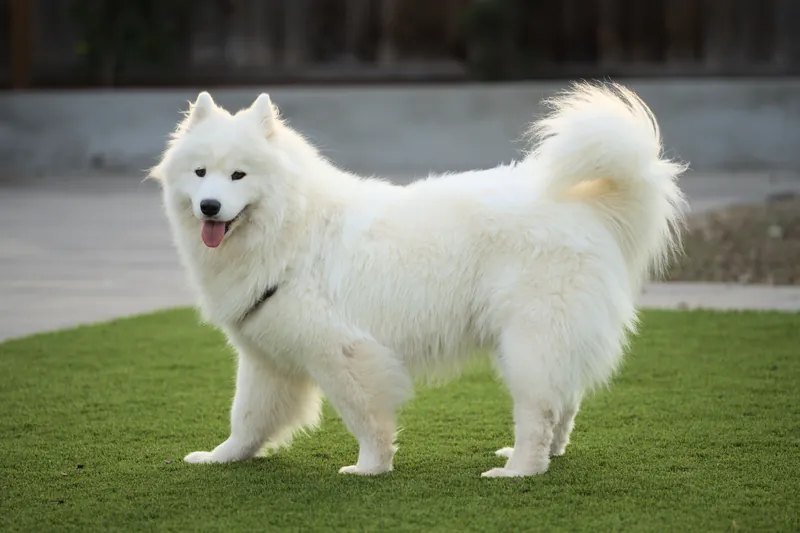 Samoyed photo thumbnail 2