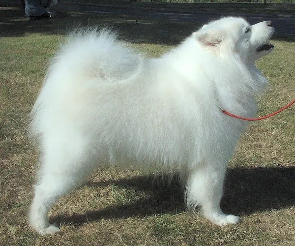 Samoyed photo thumbnail 3