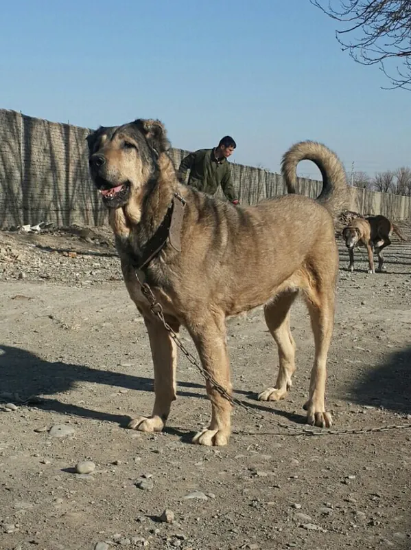 Sarabi, a 89% match to Kuvasz