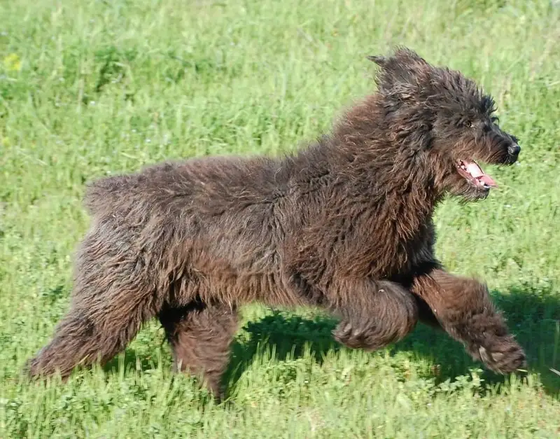 Sardinian Shepherd Dog - Herding breed known for being Courageous and Independent