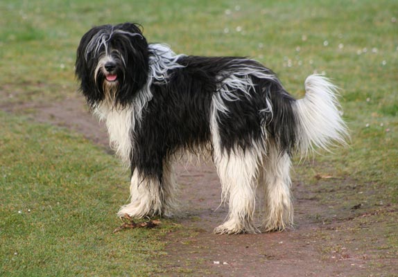Schapendoes, a 88% match to Airedale Terrier