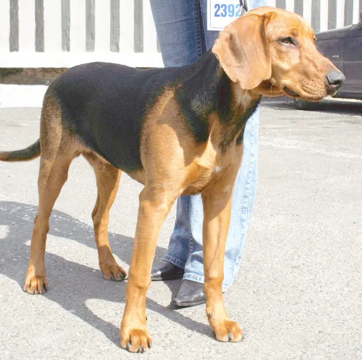 Schillerstovare, a 85% match to Istrian Coarse-haired Hound