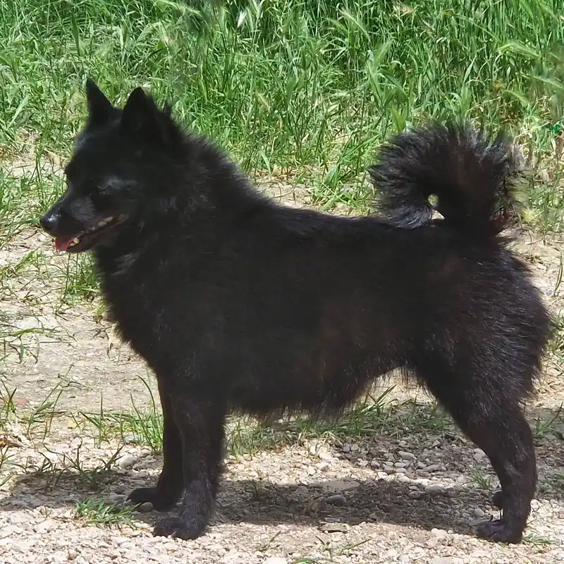 Schipperke, a 89% match to Norwegian Lundehund