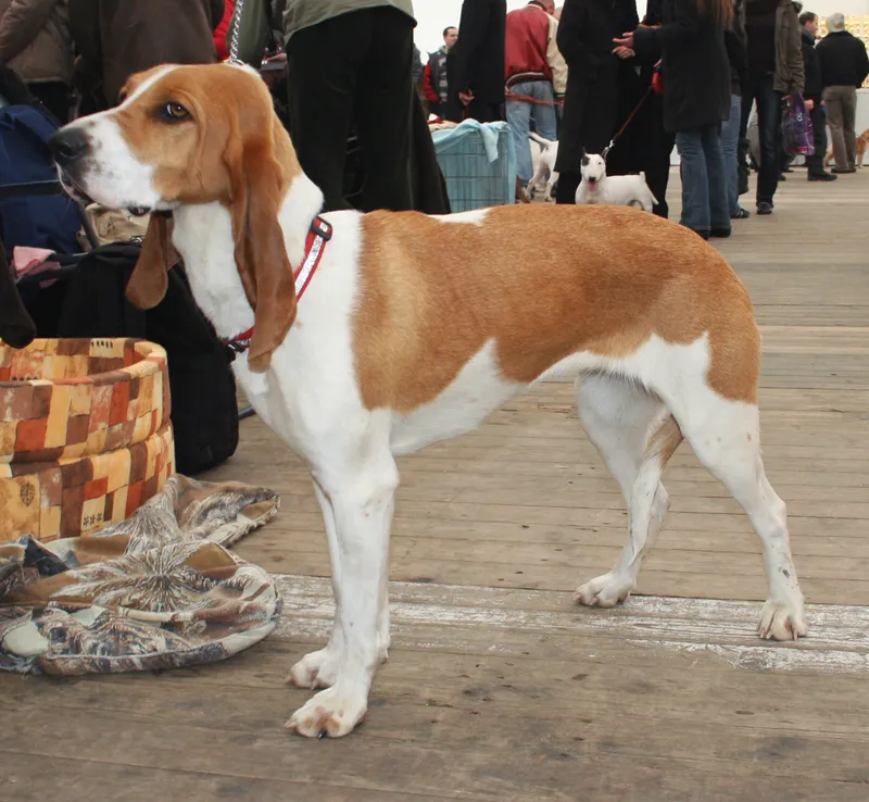 Schweizer Laufhund - Hound breed known for being Affectionate and Energetic