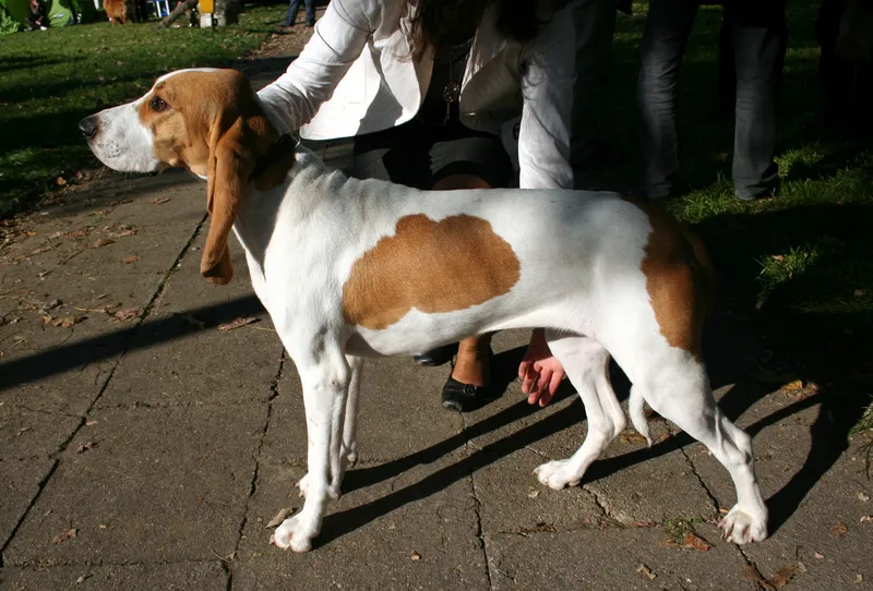 Schweizer Laufhund photo thumbnail 2