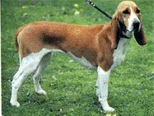 Schweizer Laufhund photo thumbnail 3