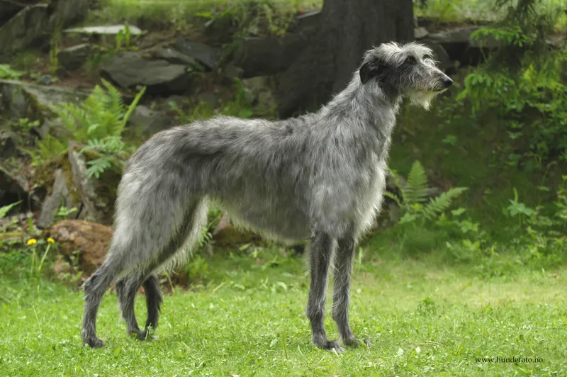 Scottish Deerhound, a 87% match to Polish Hound
