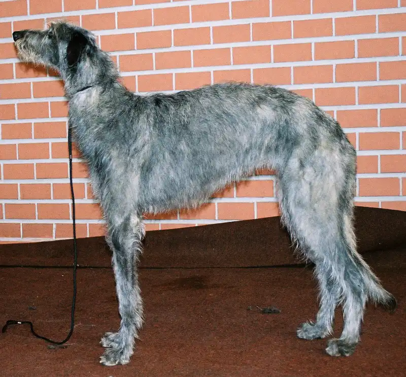 Scottish Deerhound photo thumbnail 2