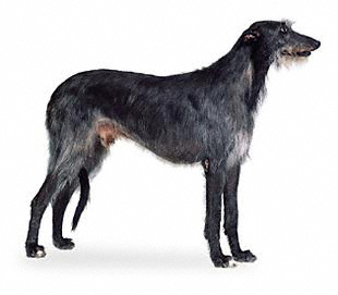 Scottish Deerhound photo thumbnail 3