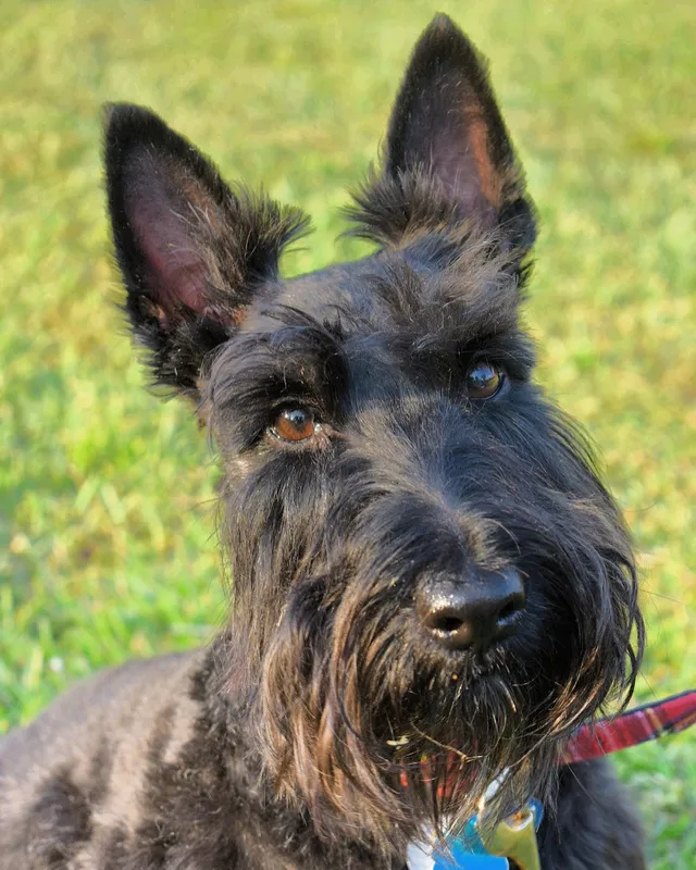 Scottish Terrier, a 85% match to Sealyham Terrier