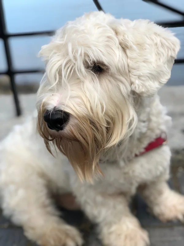 Sealyham Terrier photo thumbnail 1