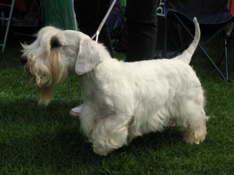 Sealyham Terrier photo thumbnail 3