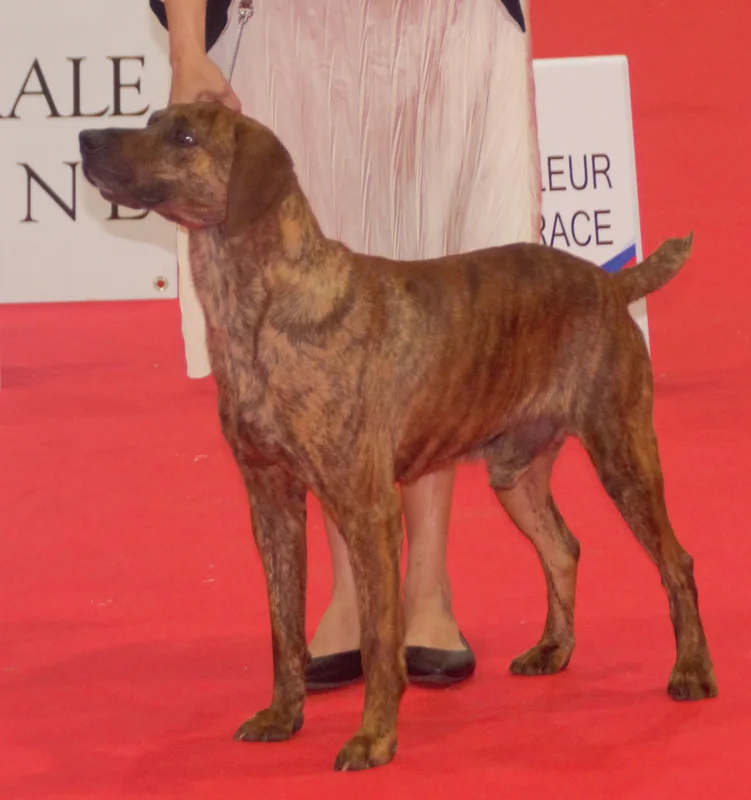 Segugio Maremmano - Hound breed known for being Independent and Intelligent