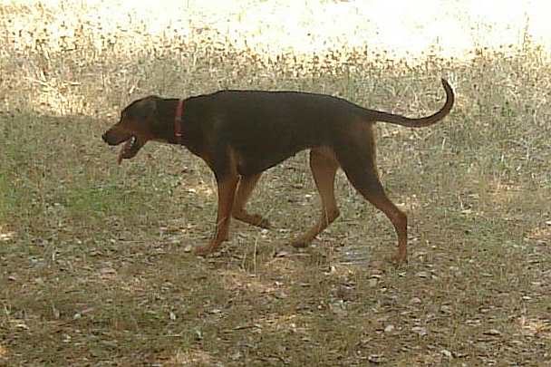 Serbian Hound, a 90% match to Portuguese Podengo