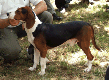 Serbian Tricolour Hound - Hound breed known for being Affectionate and Energetic