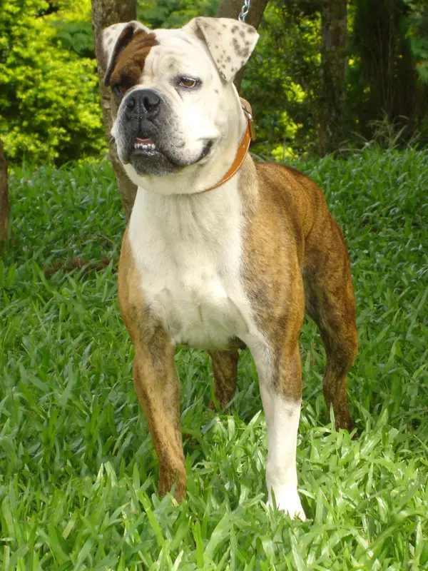 Serrano Bulldog, a 88% match to Alano Español