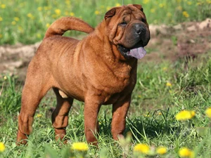 Shar Pei photo thumbnail 1