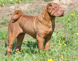 Shar Pei photo thumbnail 3