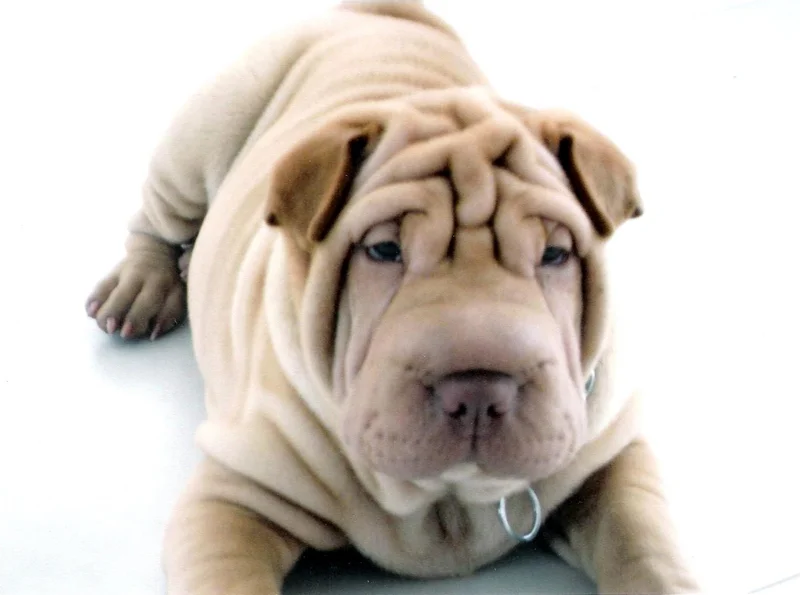 Shar Pei photo thumbnail 6