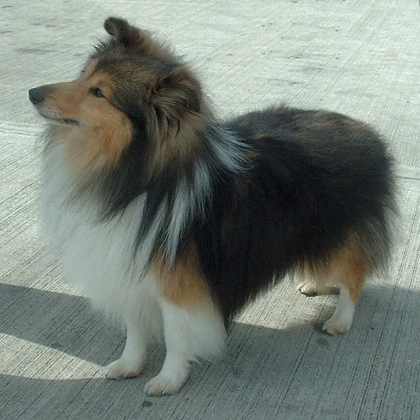 Shetland Sheepdog photo thumbnail 1