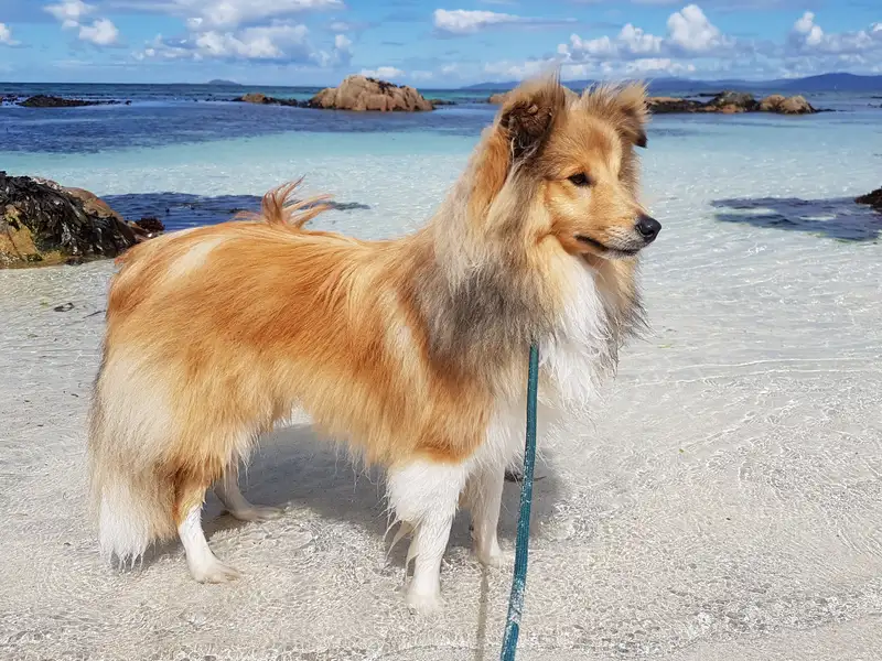 Shetland Sheepdog photo thumbnail 2