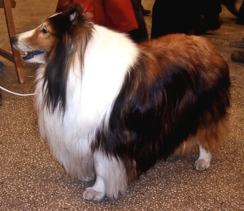Shetland Sheepdog photo thumbnail 5
