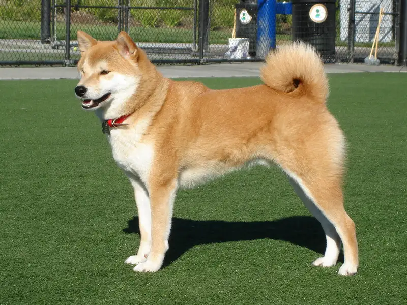 Shiba Inu - Non-Sporting breed known for being Clever and Independent