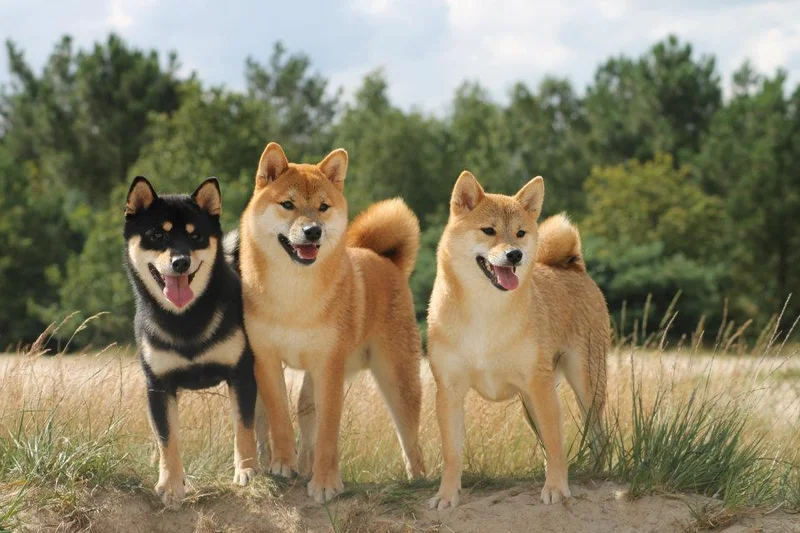 Shiba Inu photo thumbnail 2