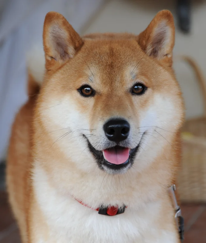 Shiba Inu photo thumbnail 3