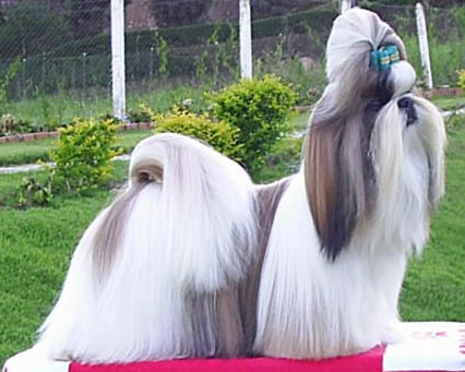 Shih Tzu photo thumbnail 1