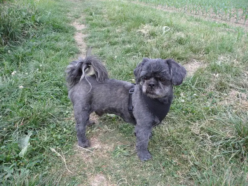 Shih Tzu, a 81% match to Yorkshire Terrier
