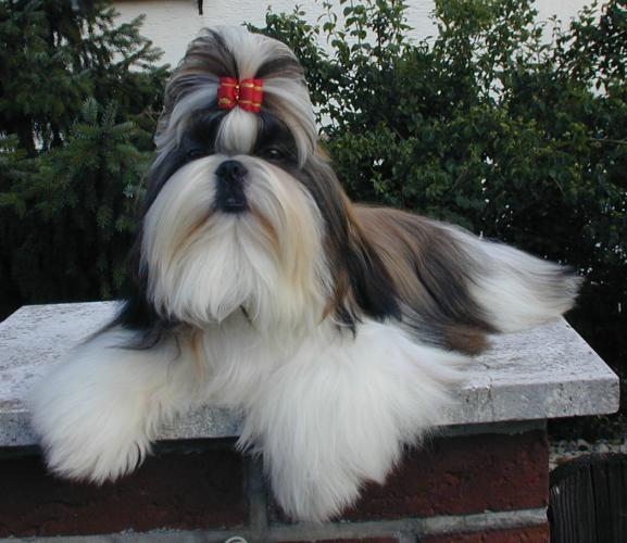 Shih Tzu photo thumbnail 3
