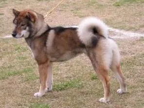 Shikoku, a 85% match to Lakeland Terrier