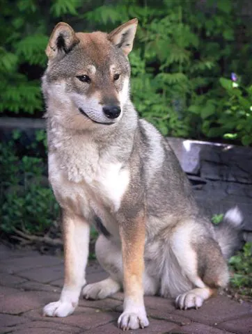 Shikoku photo thumbnail 2