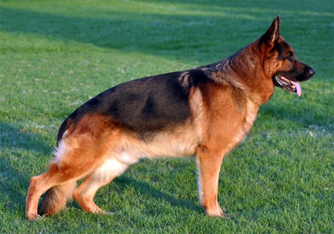 Shiloh Shepherd, a 89% match to English Shepherd