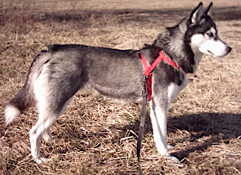 Siberian Husky, a 89% match to Alaskan Husky