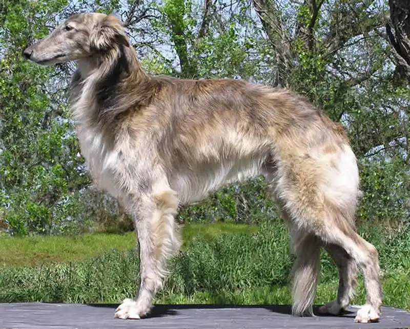 Silken Windhound - Sighthound breed known for being Affectionate and Elegant