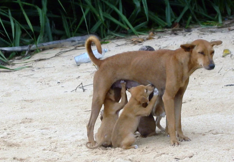 Sinhala Hound, a 88% match to Podenco Valenciano