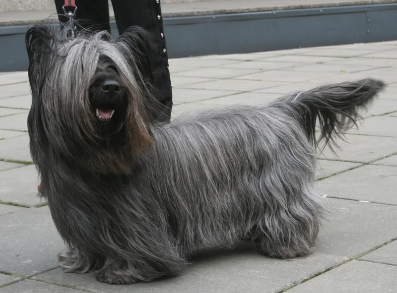 Skye Terrier, a 81% match to Sealyham Terrier