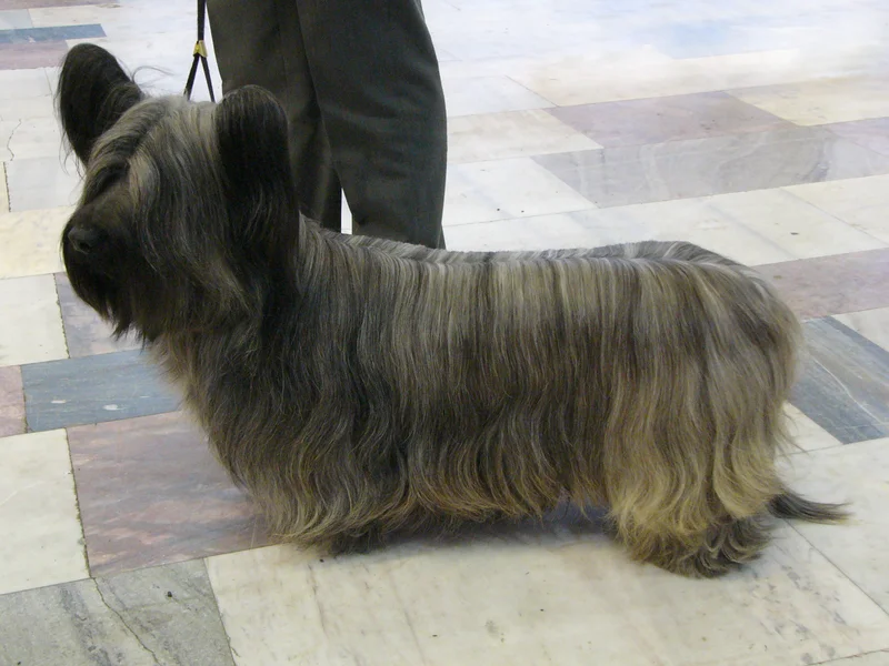 Skye Terrier photo thumbnail 2
