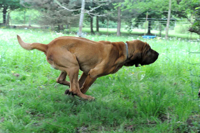 Sleuth Hound - Hound breed known for being Affectionate and Energetic