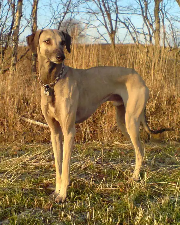 Sloughi, a 87% match to Banjara Hound