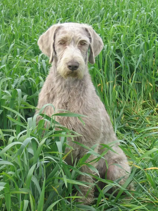 Slovak Rough-haired Pointer, a 89% match to English Setter
