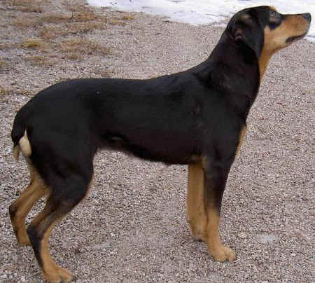 Småland Hound, a 91% match to Serbian Hound