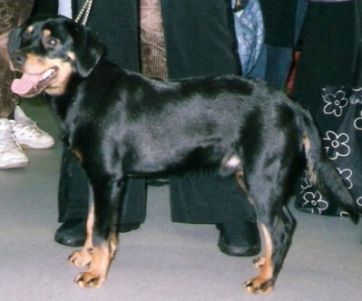 Småland Hound photo thumbnail 2