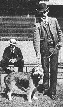 Smithfield, a 87% match to Flat-coated Retriever