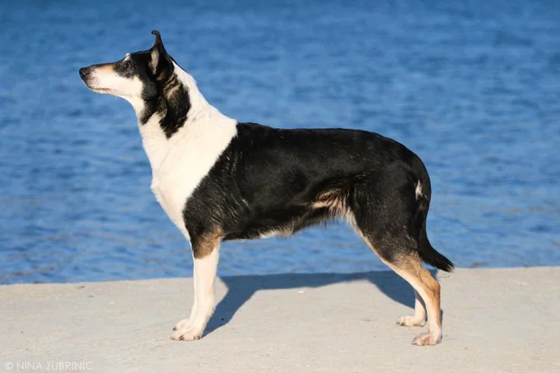 Smooth Collie, a 90% match to Lapponian Shepherd