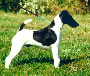 Smooth Fox Terrier, a 89% match to Black and Tan Terrier